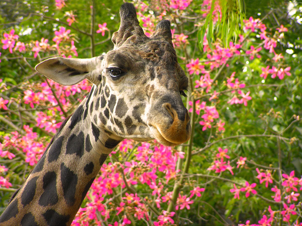 http://4.bp.blogspot.com/-sy91Mn7X0zc/UAqER6rwQiI/AAAAAAAAKTI/1L07_Q87sFo/s1600/animals_3+(1).jpg