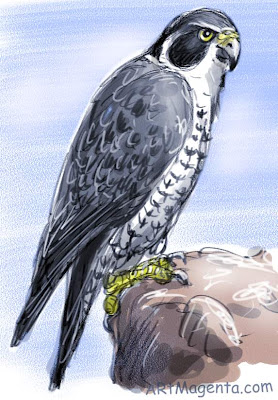 Peregrine Falcon. Bird sketch by ArtMagenta