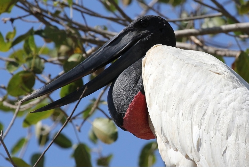 caliandra do cerrado tuiuiú a ave símbolo do pantanal