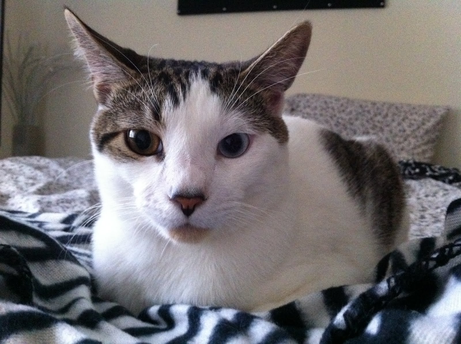 Amazed Cat