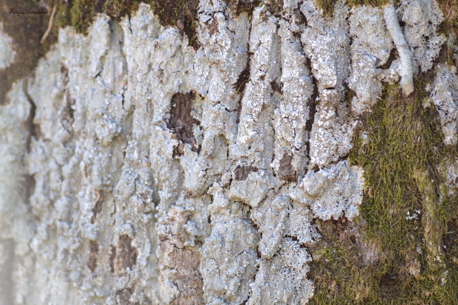 Pertusaria amara