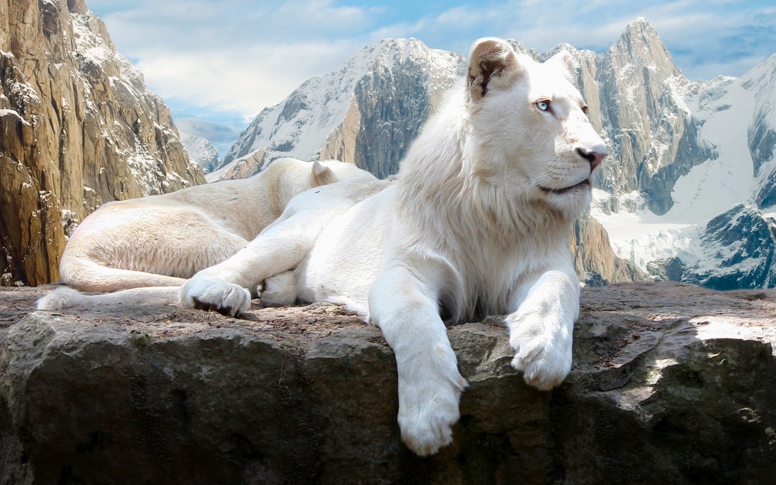 Beautiful Wallpapers white animals wallpaper