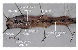 earthworm dissection doc rock n 12 what surprised you from the worm s dissection earthworm dissection doc rock n 12 what surprised you from the worm s dissection