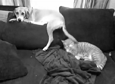 stupid wagging tail dog and lolcat funny gif cat and dog on sofa wagging tail hits cat head funny