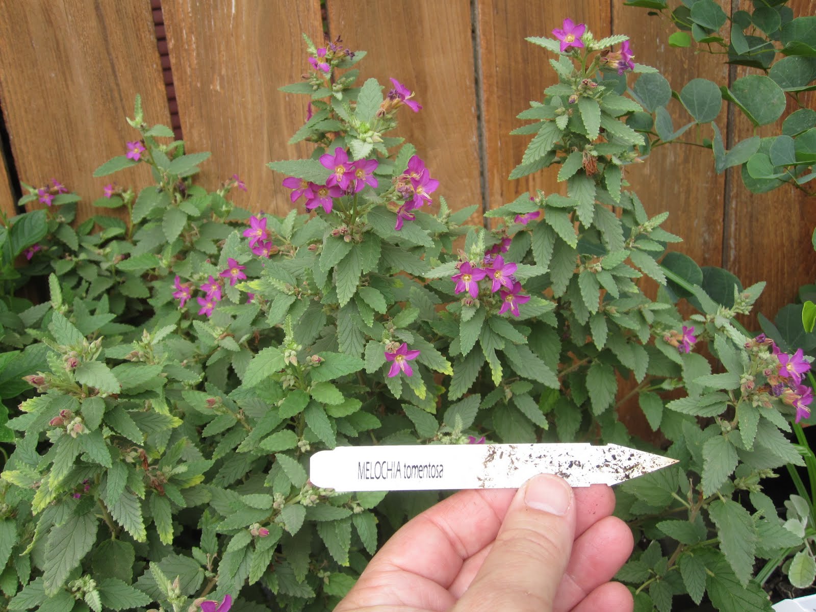 The OtHeR HoUsToN FULL SUN FLOWERS FOR HOUSTON SUMMERS