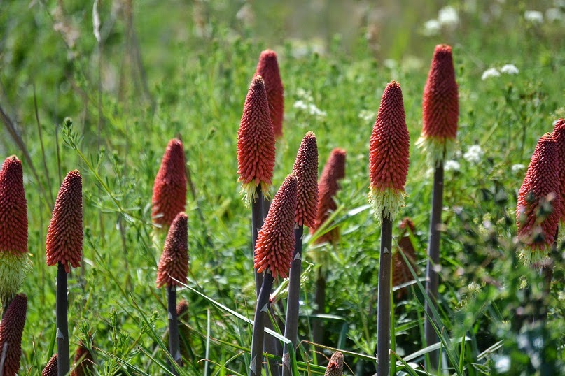 Retro Brit Wild Red Hot Pokers and Morning in the Fens