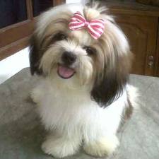 Top Ten 10 Jenis Anjing Paling Lucu Dan Menggemaskan