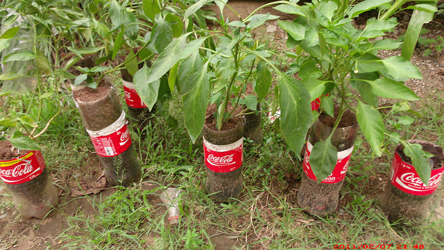 Garrafas de Coca-Cola viram vasos para mudas