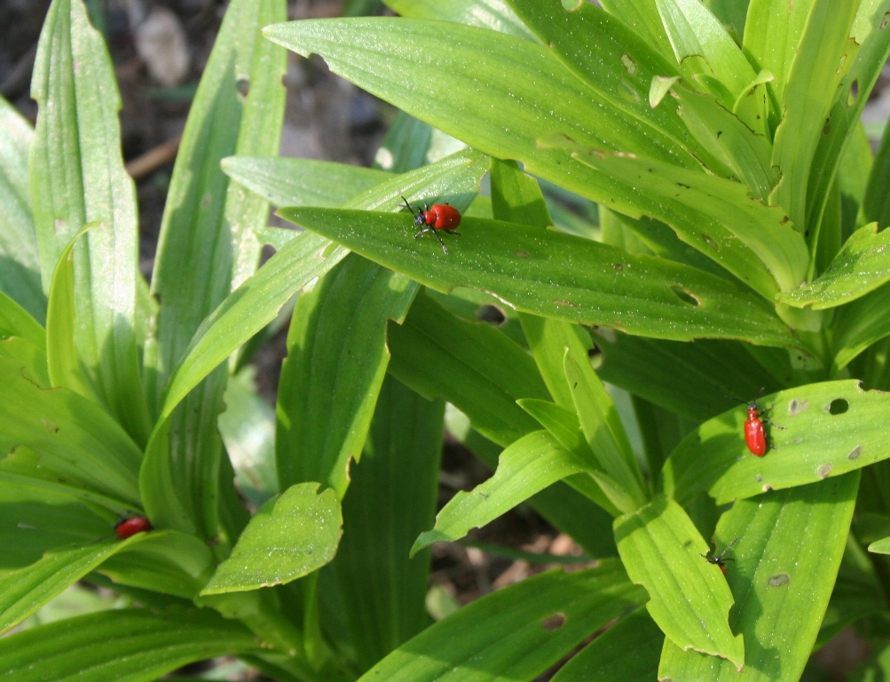 Our Garden Journal Garden Pests Those Dreaded Red Lily Leaf Beetles