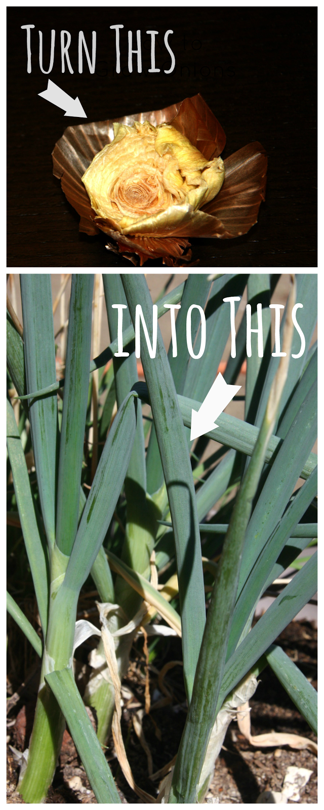 How to grow onions from kitchen scraps in 3 easy steps! Lavende and