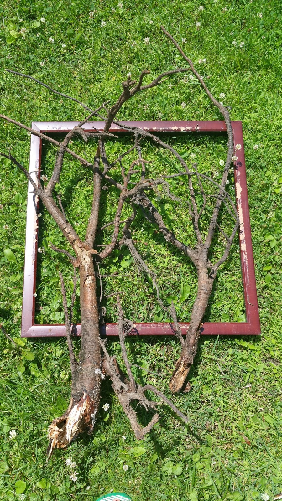 Framed Natural Tree Roots Redo It Yourself Inspirations Framed