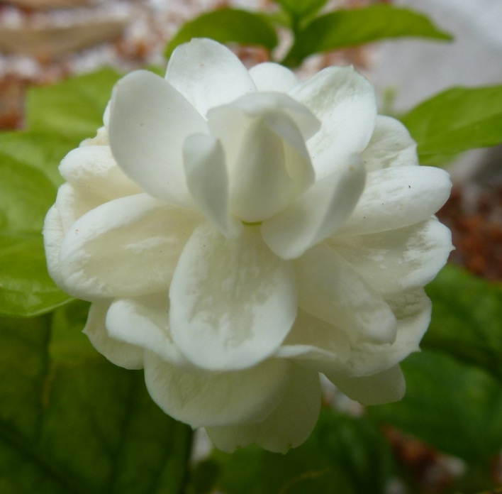 Greenfingers Yang Ditanam Di Pusara Greenfingers Yang Ditanam Di Pusara