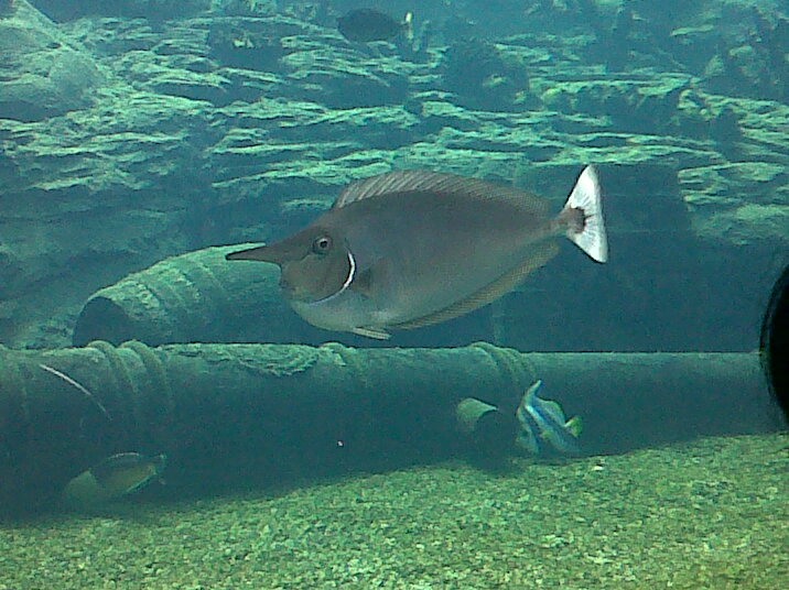 Unicorn fish Unicorn fish