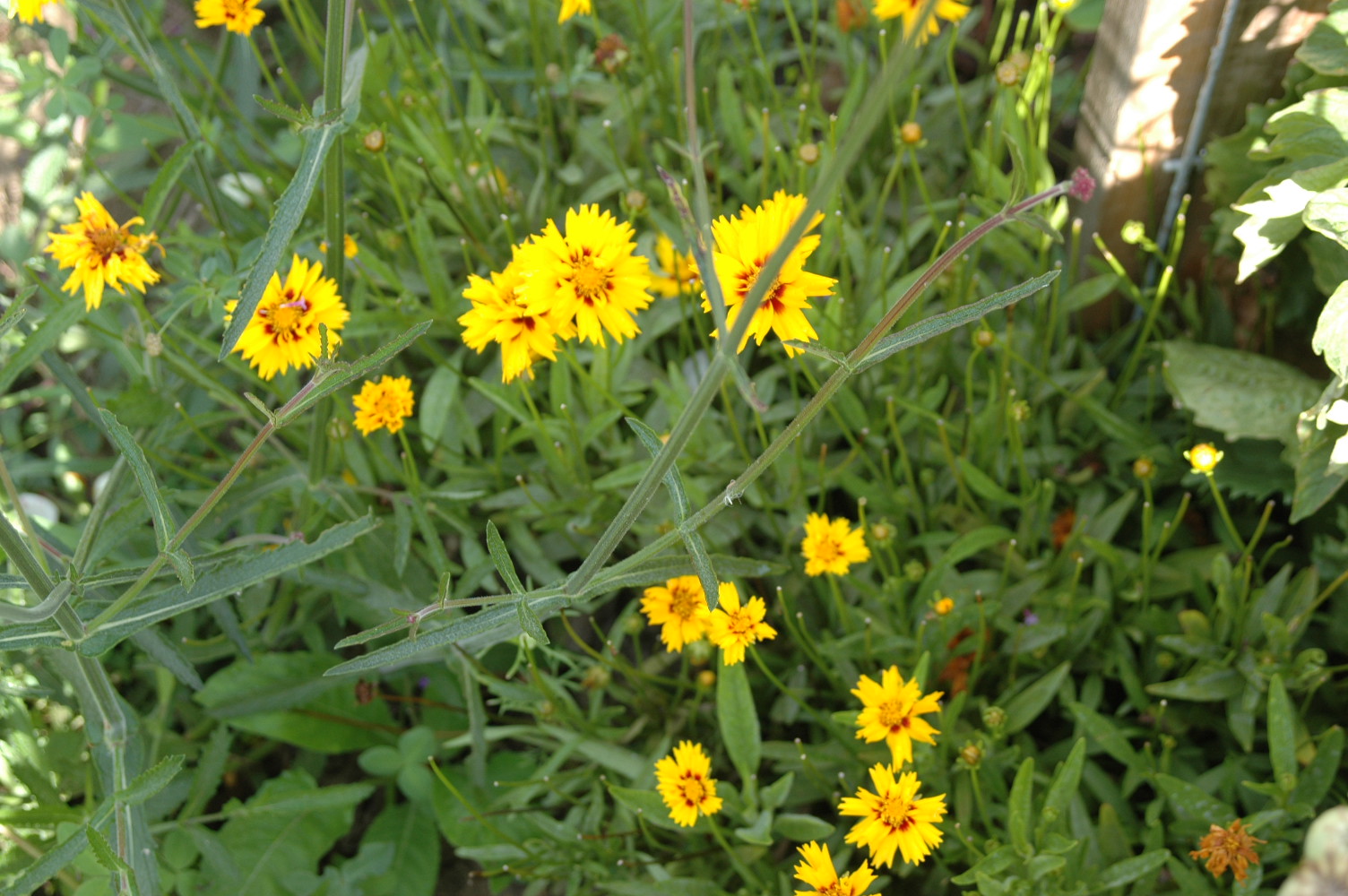 Coreopsis grandiflora