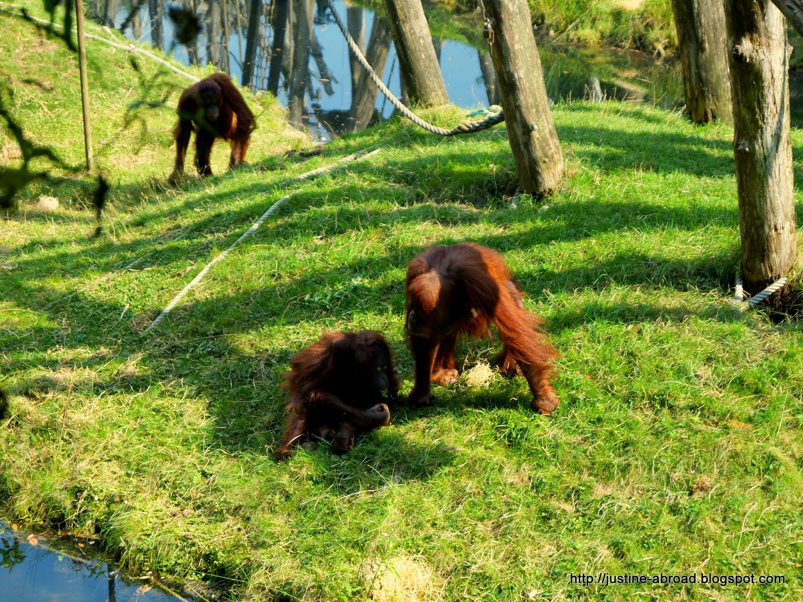 orangutany z apenheul Sandy supermoeder