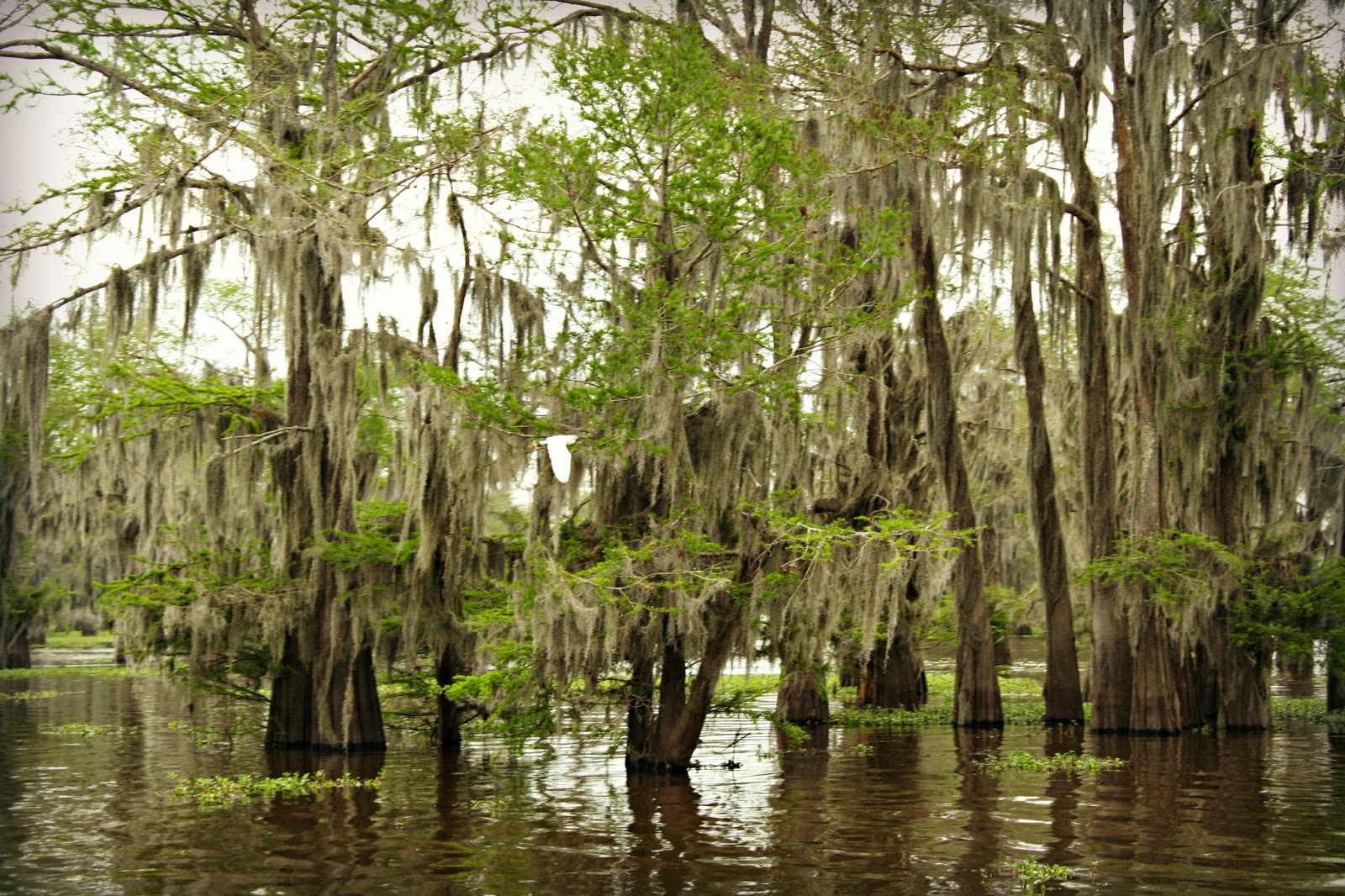 Louisiana Swamp Tour.