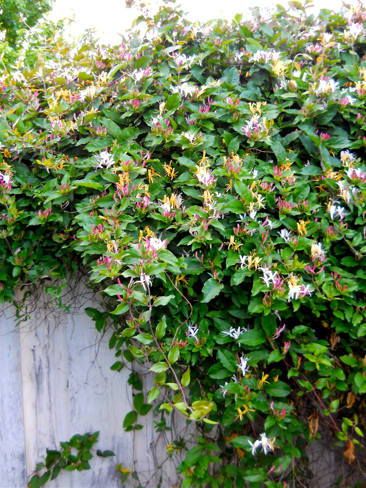 A Kansas Prairie Garden Honeysuckle