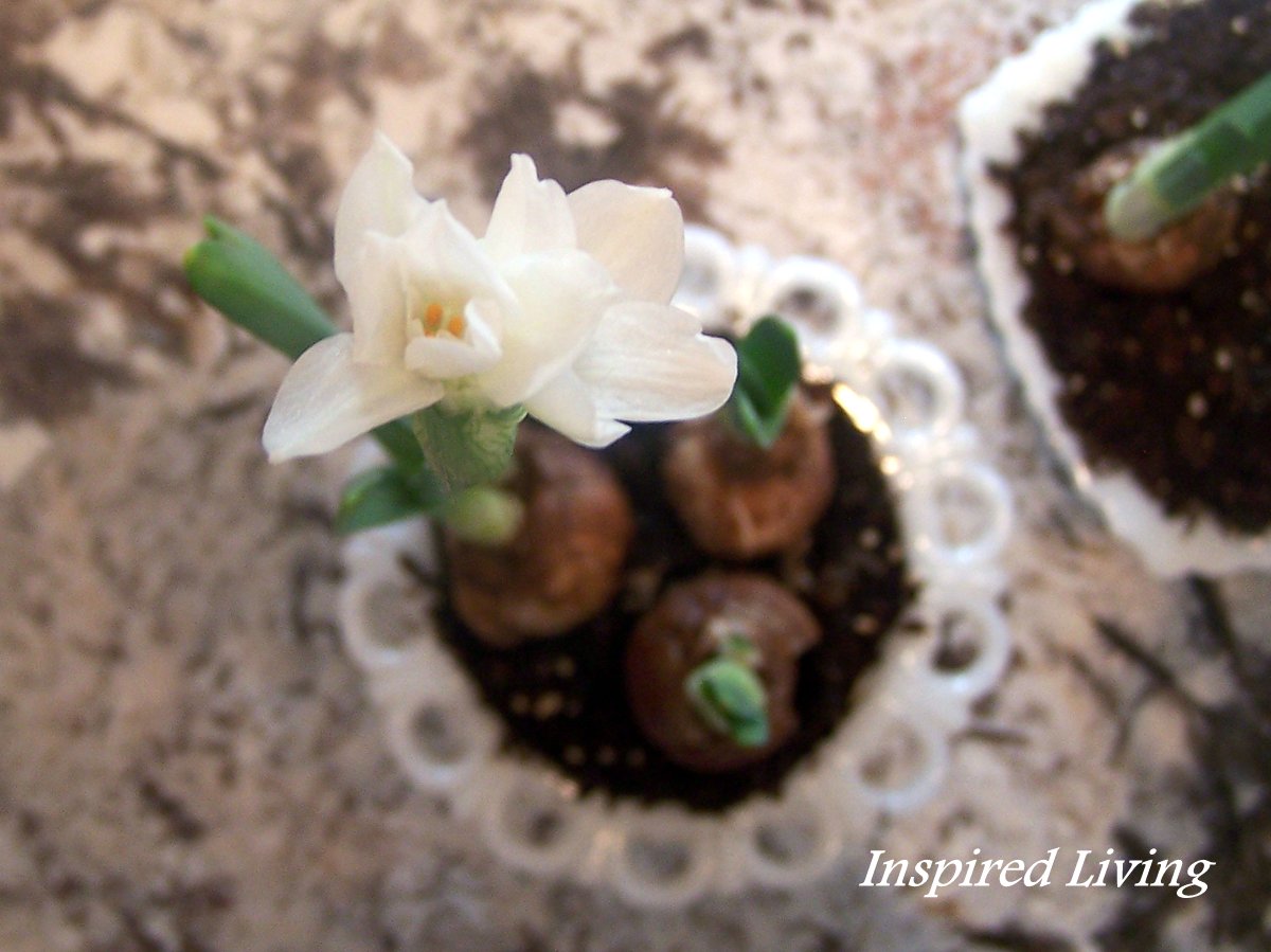 Inspired Living First Paperwhite Bloom.....
