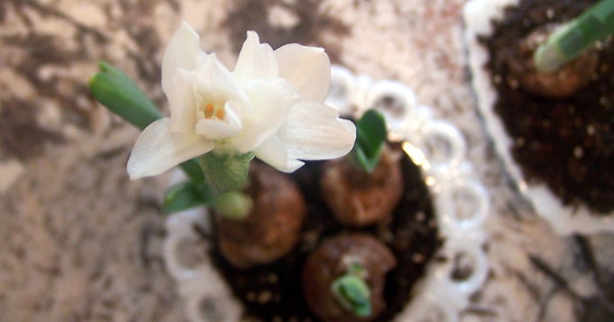 Inspired Living First Paperwhite Bloom.....