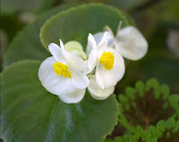 Begonia [Begonia sp.]