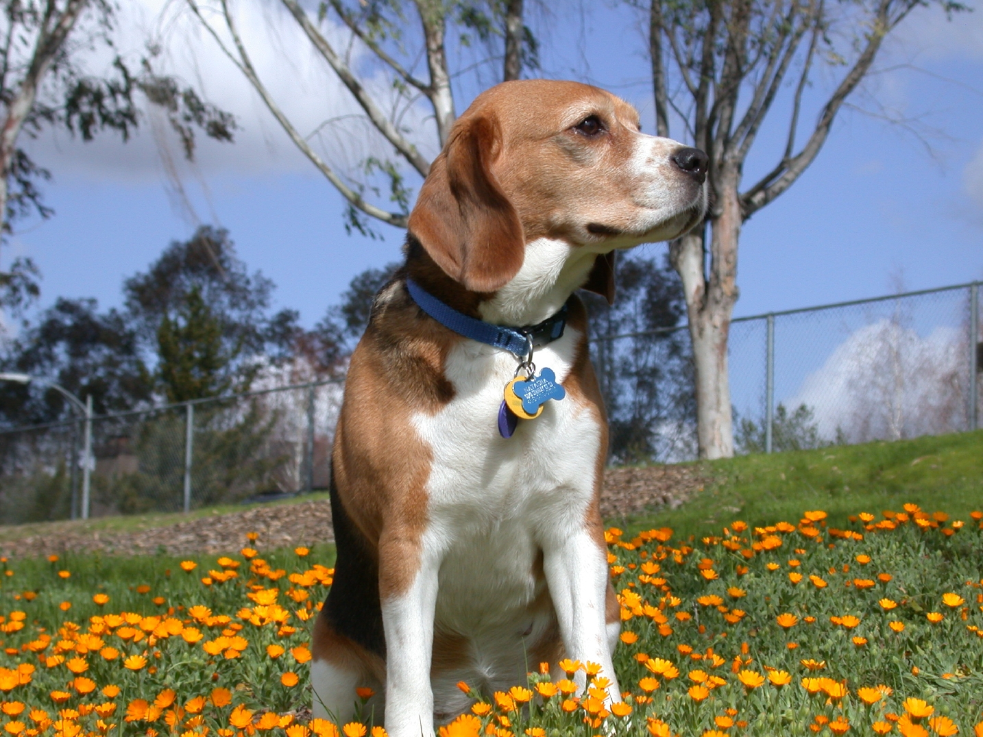 http://4.bp.blogspot.com/-t00TuTIm-OQ/TxQsrbpVOGI/AAAAAAAAAa0/_ynCWxVstqA/s1600/beagle+in+--flowers.jpg