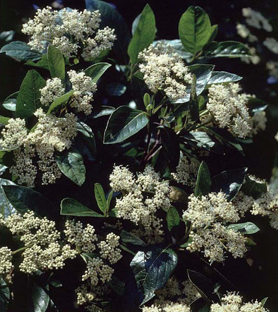 Beechwood Landscape Architecture and Construction Possum Haw Viburnum