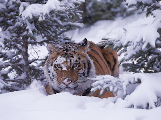 Tiger Amur / Siberian (Panthera tigris altaica)