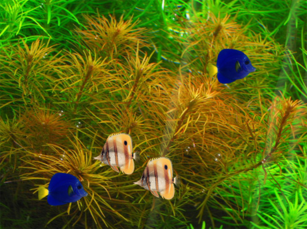 Animated Fish Wallpaper | FAW