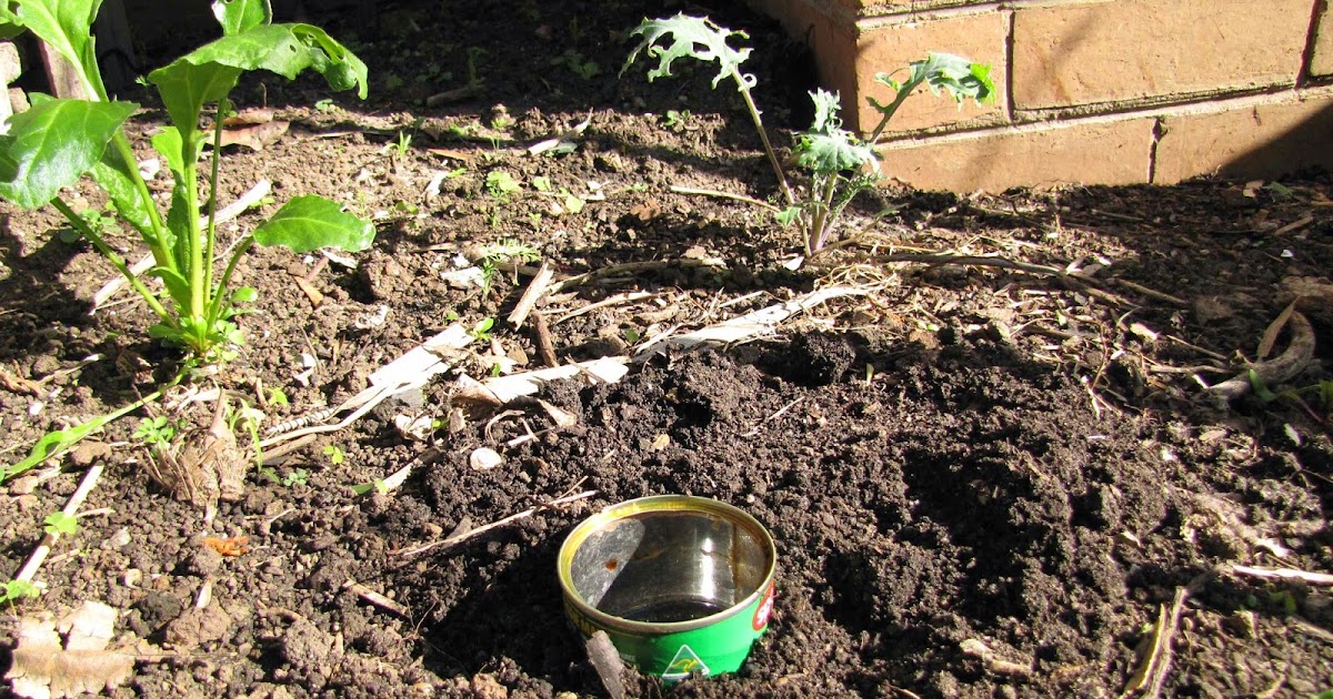 Earwigs In Dog Food Earwigs In Dog Food