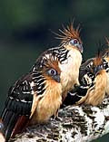 Hoatzin crew