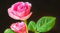 flowers roses Roses HD wallpaper