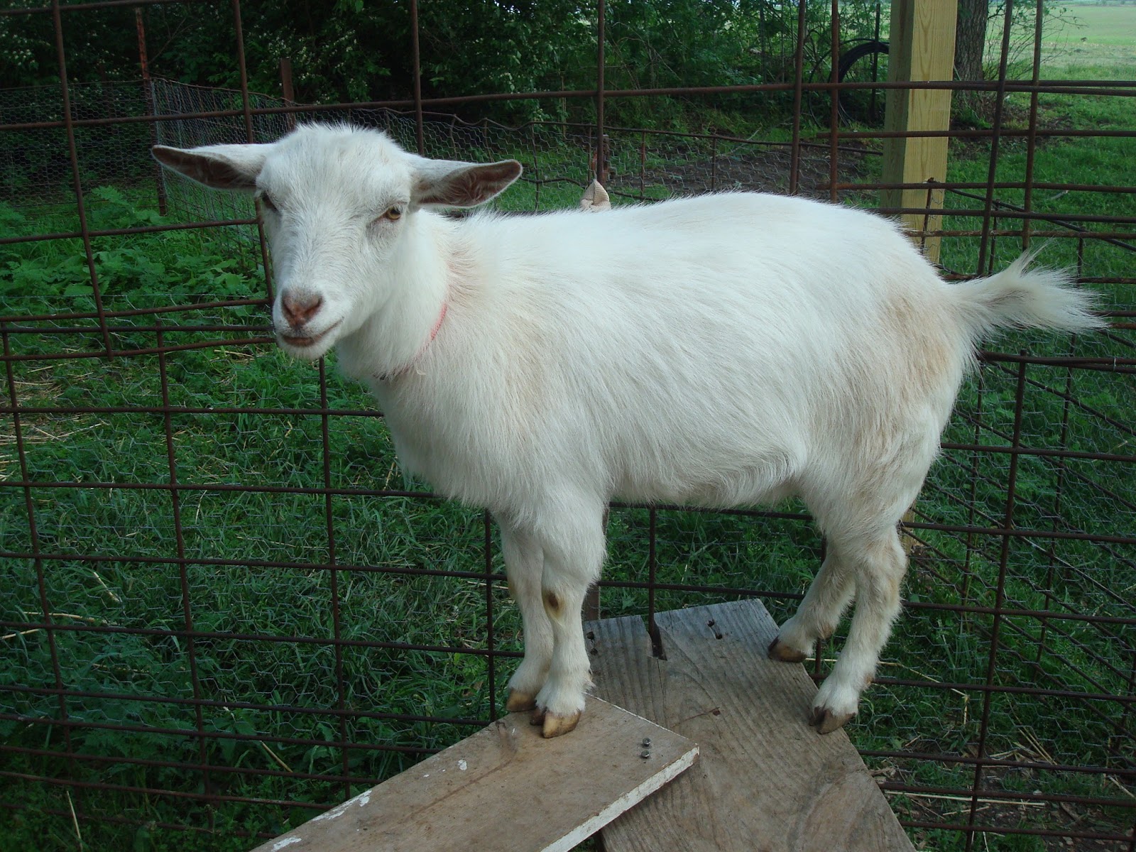 Animal Lover Goats after their spring cleaning!