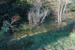 10. Water pool below spring. Lynnhurst Cemetery