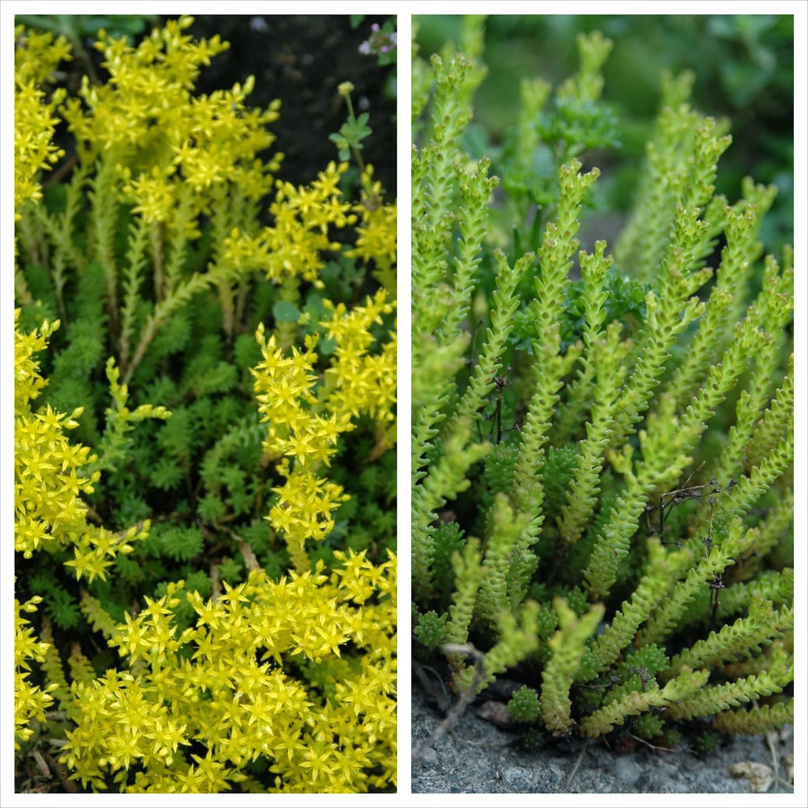Sedum sexangulare