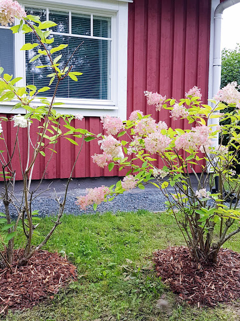 syyskuu hortensia syyshortensia pensas kuorikate