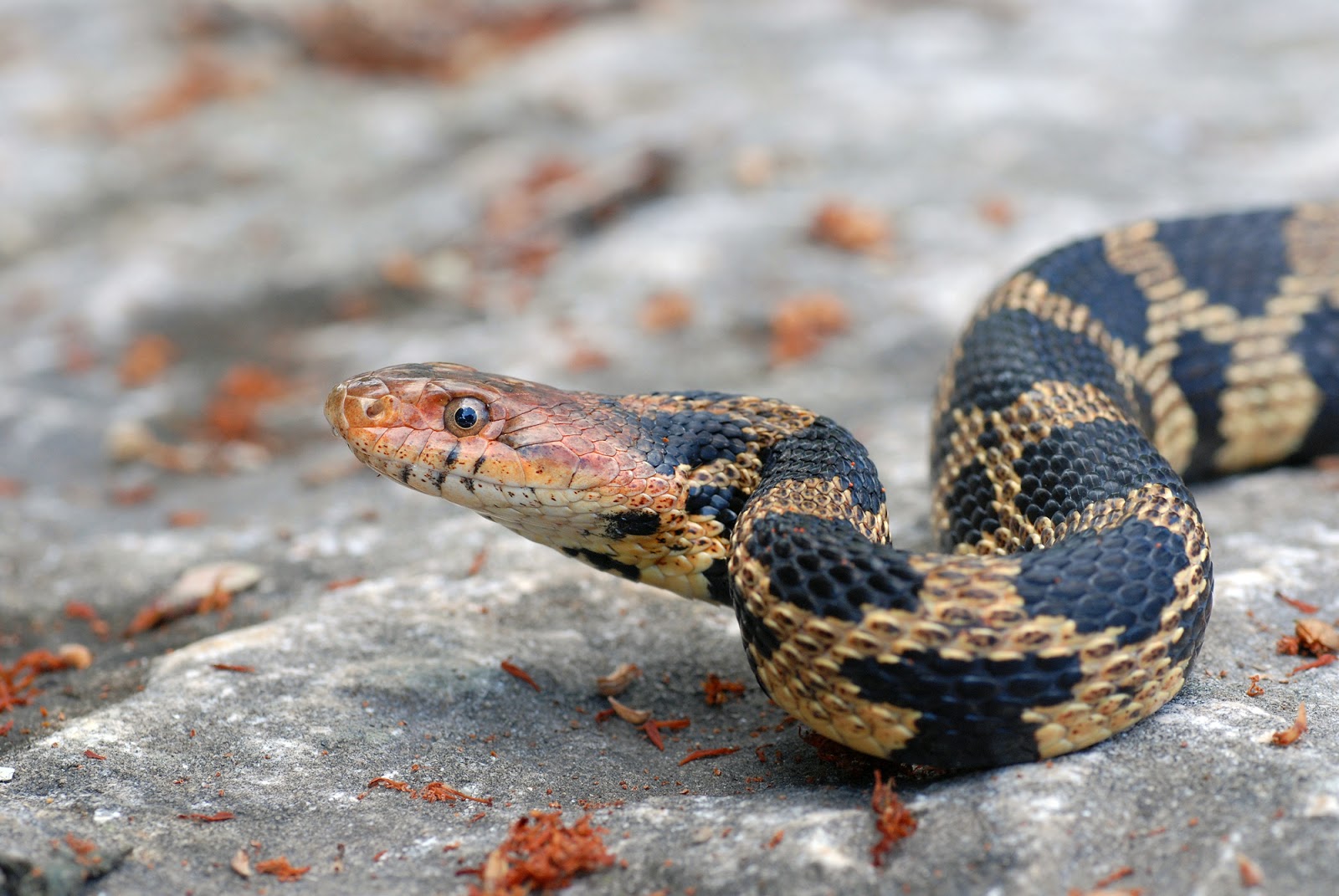Ontario Birds and Herps The snakes of Ontario part 3