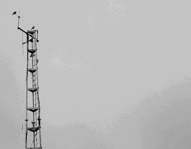 Fire station communication tower with two pigeons on top - cropped and adjusted for effect.