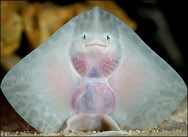 Smiling Fish