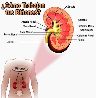 ¿Cómo Trabajan tus Riñones?