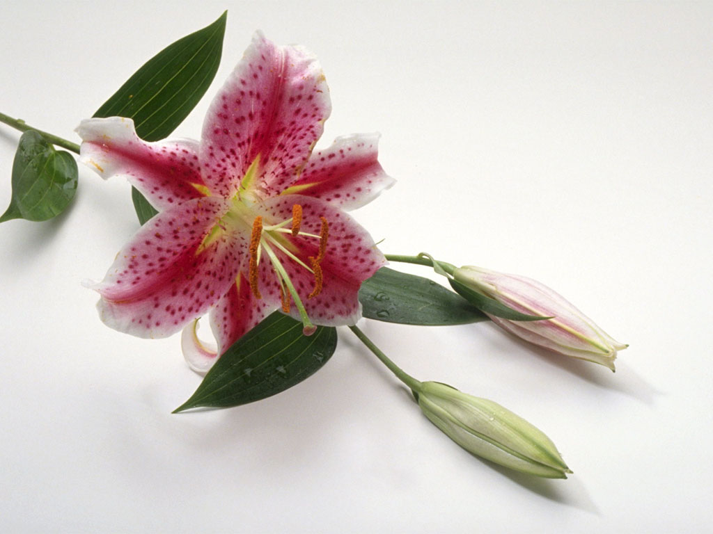 TOP WORLD PIC: Flowers