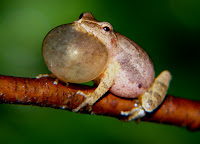 Spring Peeper