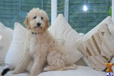 Labradoodle Puppy Pictures HD | All HD Wallpapers