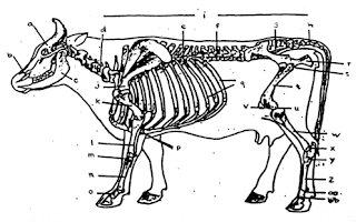 View Gambar Sapi Dan Organ Pencernaanya Pics