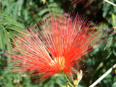 Flor de Plumerillo rojo Flor de Plumerillo rojo