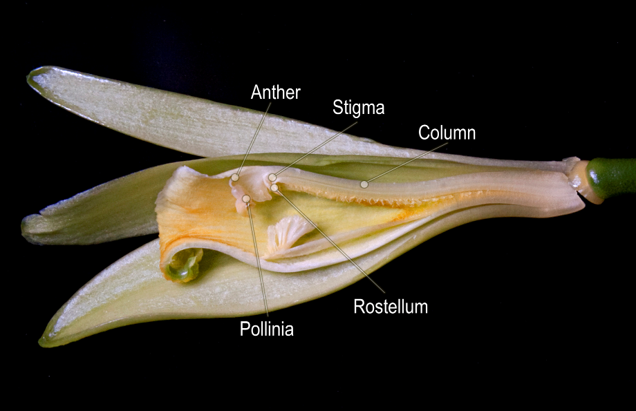 The Study of Flowers: Vanilla planifolia bean structure diagram 