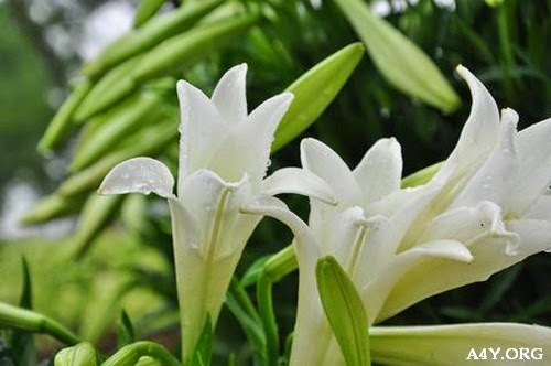Hoa Ly trắng đẹp Hoa Ly trắng đẹp