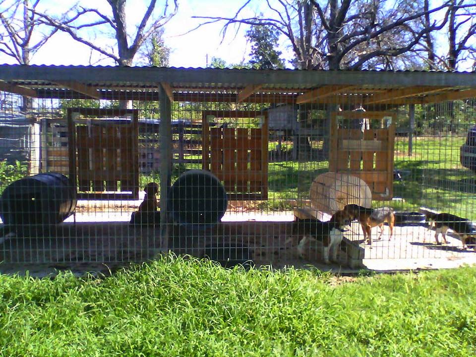 Wilson Bros Beagles Kennels