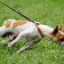 5 Razones Porque los Perros Comen sus Heces