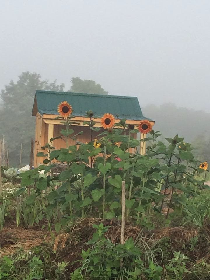 Summer Sunflowers