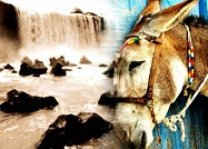 Origem da expressão dar com os burros n'água - Brasil Escola